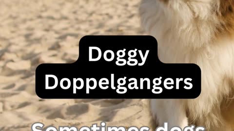 Doggie Dopplegangers