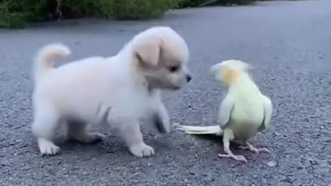 Baby DoG CuTe ParroT