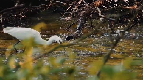 Watch a cyclamen catch fish from the water with great music