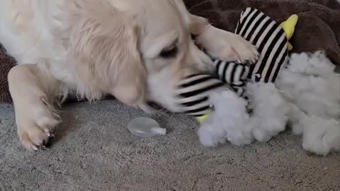 Golden retriever puppy destroys plush toy