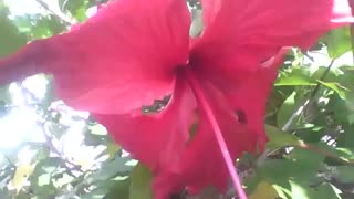 Beautiful red hibiscus flower, with small raindrops [Nature & Animals]