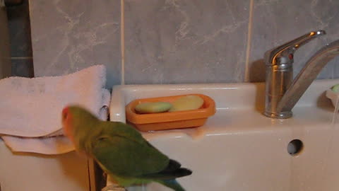 My parrot loves to take a shower. Just look at this