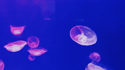 Beautiful underwater world of Sea jellyfish