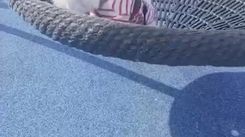 Swinging puppy