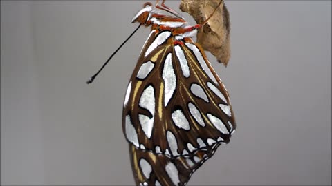 Gulf Fritillary Emerges from Chrysalis