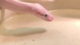 Ball Python Loves Blowing Bubbles
