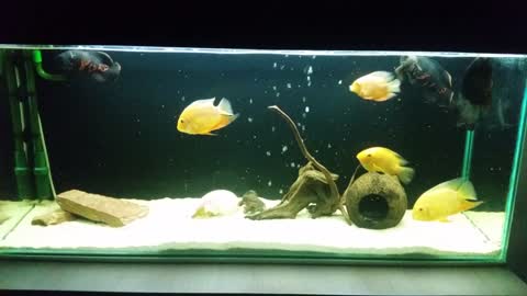 Wonderful aquarium