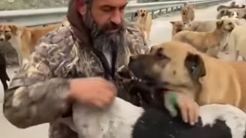 Feeding Stray Dogs.