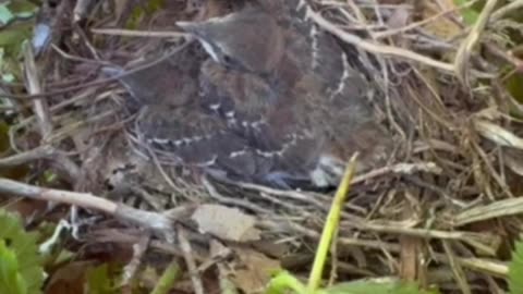 Birds nest in our berries