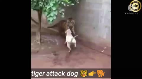 Tiger to attack dog