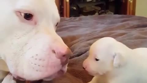 Mother dog and child dog.