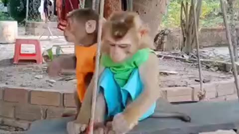 cute baby monkey #shorts #babyanimal #cute #monkeyplay