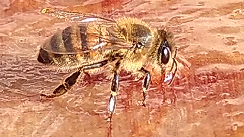 Honey Bee Eating Honey Thai Sauce