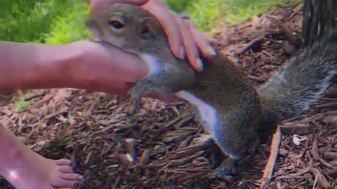 Squirrel Care Guide in Under A Minute