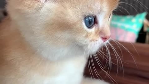 Lovely and Cute Cat Videos #Cutecat #Pets #Shorts 1