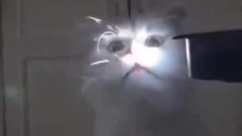 Cat Tries To Eat Light