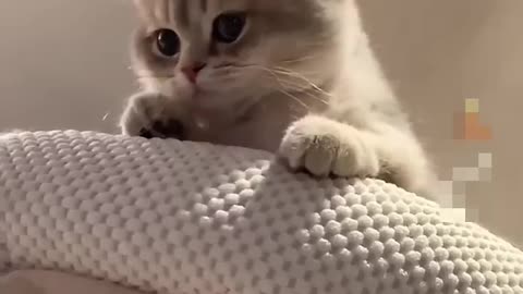 My nice and cute cat is doing their best funny 😀😀😀😀 video