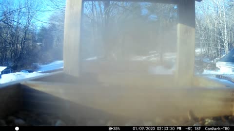 Bird Camera From Late December 2021. Sorry a little foggy footage