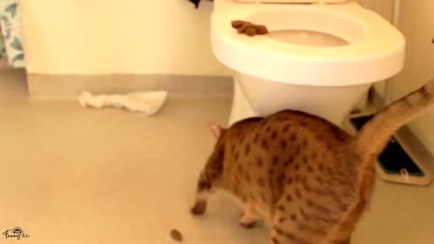 😂😂Funny Animals #funny #funnyanimlas #funnyvideo #dog #cat #shorts 02-16-2023 part2