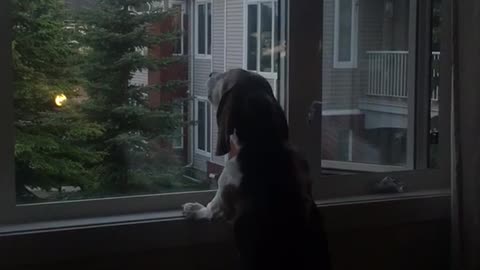 Dog looking out window imitates truck siren