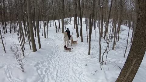 Huskies Attack My Horse