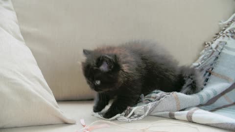 Baby Cats - Cute and Funny Cat Playing With A Blanket In The Sofa