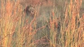 male lion laying in grass