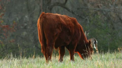 Cow And Deer In Field Eating Grass Pasture Evening Tight Shot