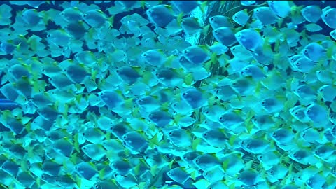 Beautiful fish video clip