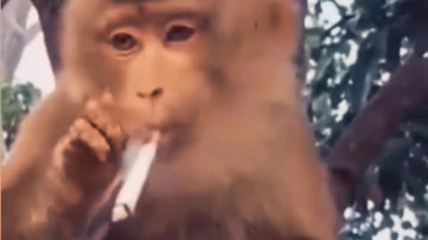 Watch the monkey smoking.