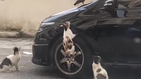 Viral cat 😹😻 #viral #funnyvideo
