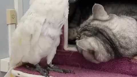Parrot and Adorable Cat Playtime