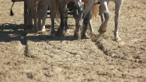 Horses galloping in front of a carriage. Close up of hooves of horses running on sand