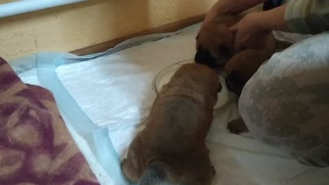 The first feeding of chow-chow puppies.