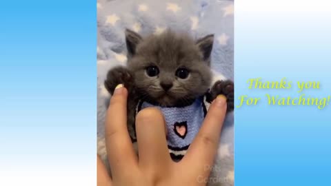 Kintoesti Cute Pets And Funny Animals Compilation #16 - Pets Garden