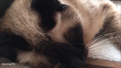 Siamese Kittens Playing - Compilation