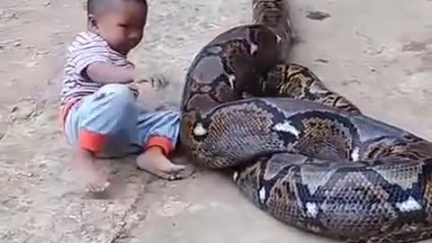 cute baby playing with anaconda