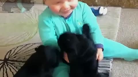 Puppies play with their owners