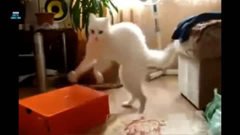 Videos engraçado de gatos