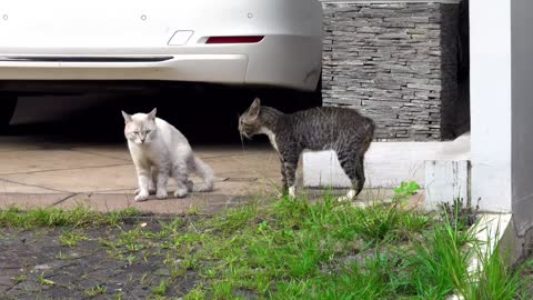 Aqui mando eu gatinho.