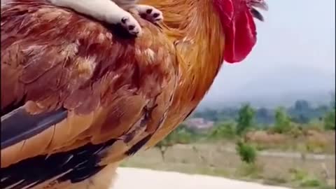 The best chicken pilot✈️
