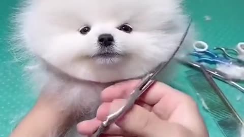 Cute puppy cutting ✂️