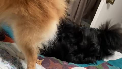 Jealous Pomeranian