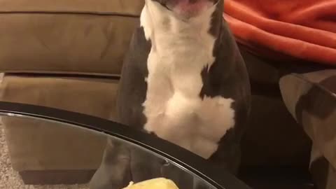 Grey and white pitbull whines over cheese on glass table