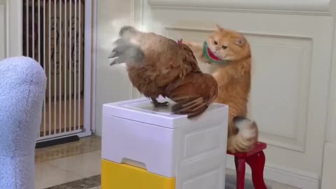 Funny animal video 😂😂 #funnycat #catfunny #catlovet
