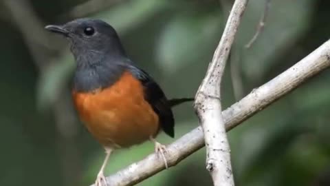 Murai batu bird soundsnature bird ,musicnatural birds, voicenumerous song birds