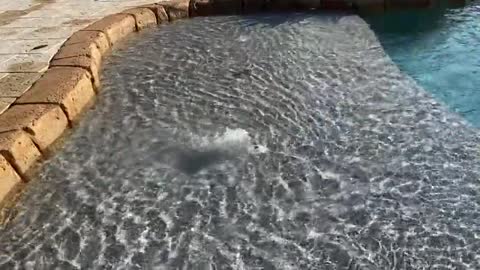 Puppy plays in the pool for the very first time