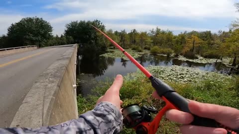 Fishing with Livebait Worms for Whatever Bites! (4 Species)