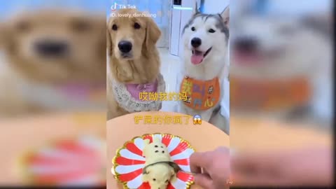 Dog Reaction to Cutting Cake - Funny Dog Cake Reaction Compilation part 2