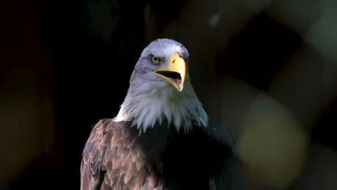 Eagles are admired the world over as living symbols of power, freedom, and transcendence.